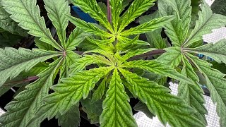 Growing with Athena Jungle Boys Grow started from seed