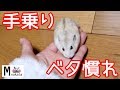 ジャンガリアンハムスターを手乗り&ベタ慣れにする方法!4ステップで簡単!懐くと可愛い癒しおもしろ動物How to make Hamster to ride in your hand
