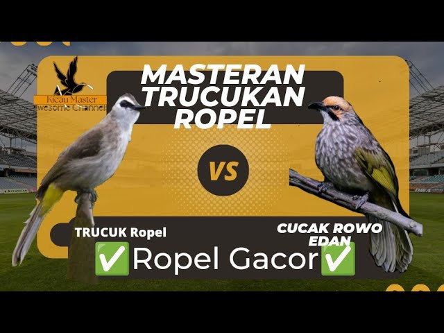 Suara TRUCUKAN dan CUCAK ROWO, masteran Trucukan agar Ropel gacor‼️ class=