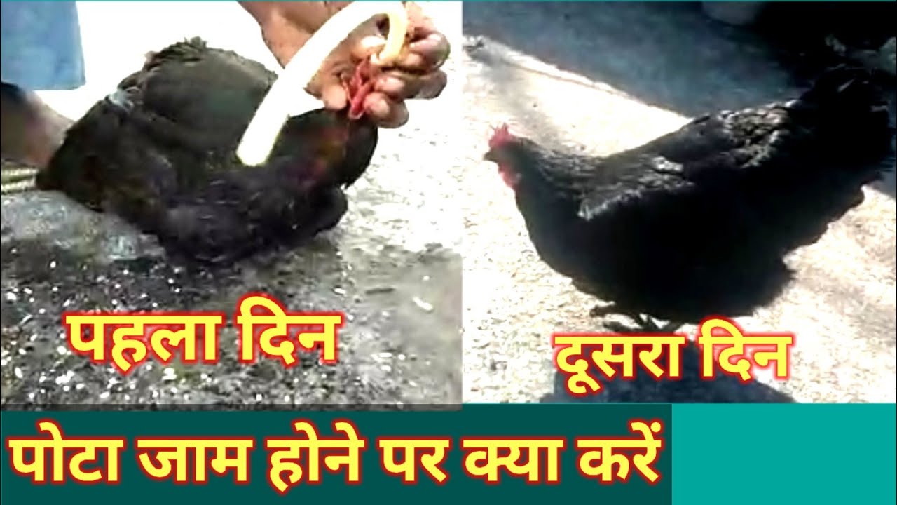 Murgi Ka Pota Band Ka Ilaj band Pot Ka Ilaj murgi Ke Pote Ka Ilaaj desi Murgi Palan desi 