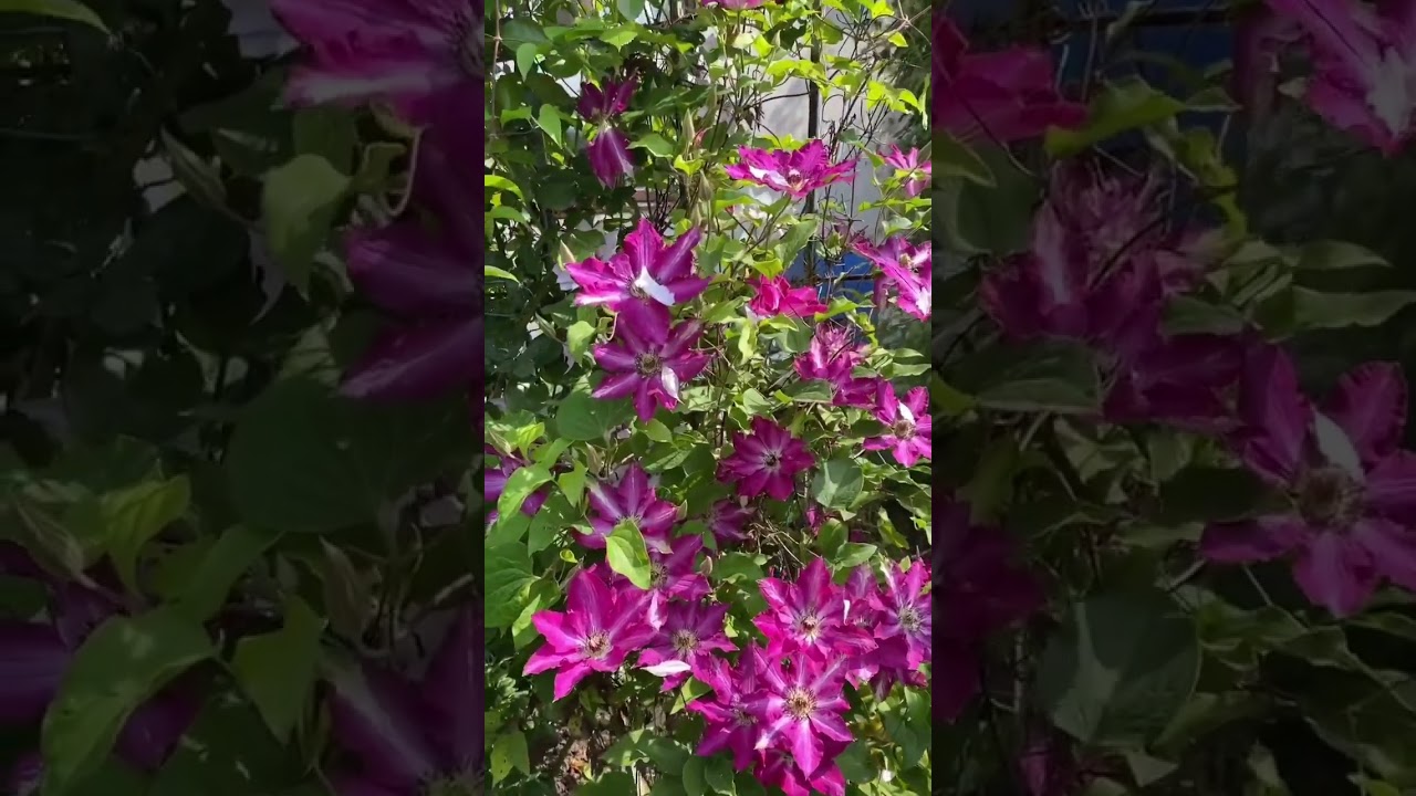 Клематис «Viva Polonia» - «Слава Польщі»став особливою родзинкою Челсі 