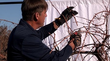 Grapevine care: situational pruning series vine 3