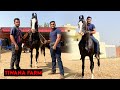 Riding India's Most Expensive Horse | Atisundar horse