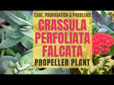 Crassula perfoliata falcata Propeller Plant Care Propagation u0026 Problems with MOODY BLOOMS