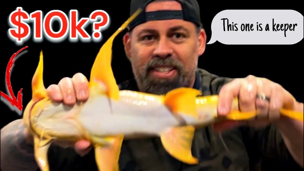 I CAN'T BELIEVE WE GOT THESE!!!!  SIAMESE TIGER & MORE CRAZY RARE FISH (UNBOXING)