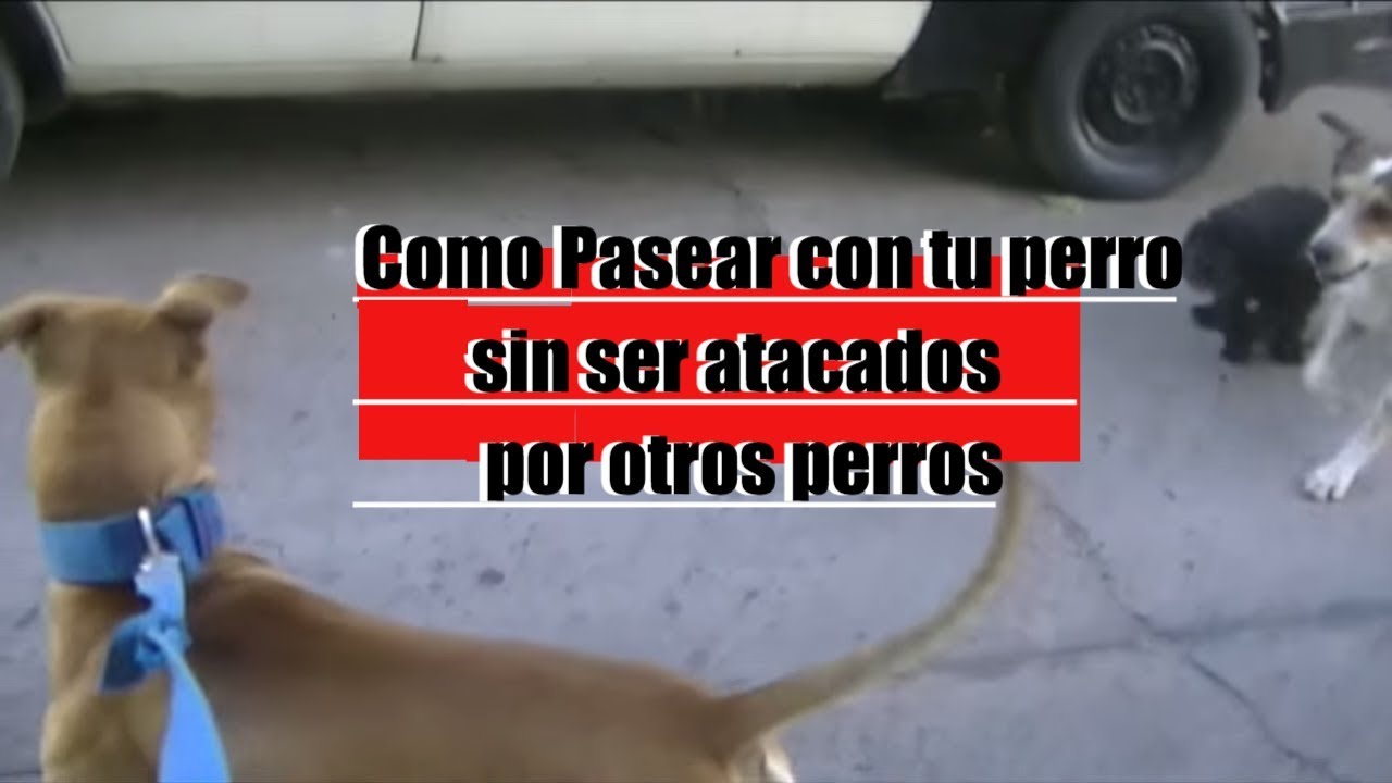 Cómo Evitar Que Mi Perro Ataque A Las Gallinas