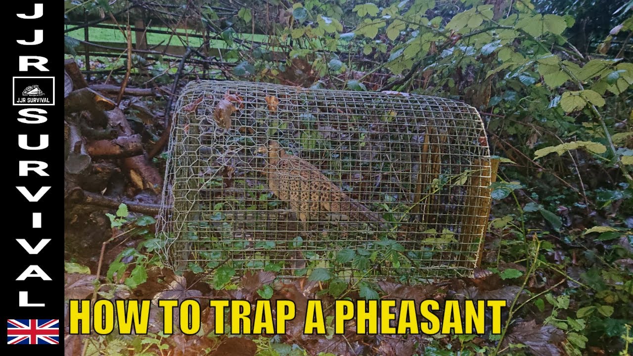 How To Trap A Pheasant - YouTube