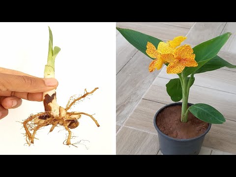 فيديو: إكثار زهور النهار من البذور - تعلم كيفية زراعة بذور زنبق النهار
