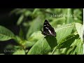 Großer Schillerfalter Apatura iris im Zeitzer Forst, purple emperor