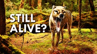 Is The Thylacine Still Alive?