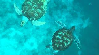 Tiami Catamaran Swimming with Sea Turtles in Barbados