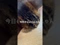 今日のしょこにゃん🩷