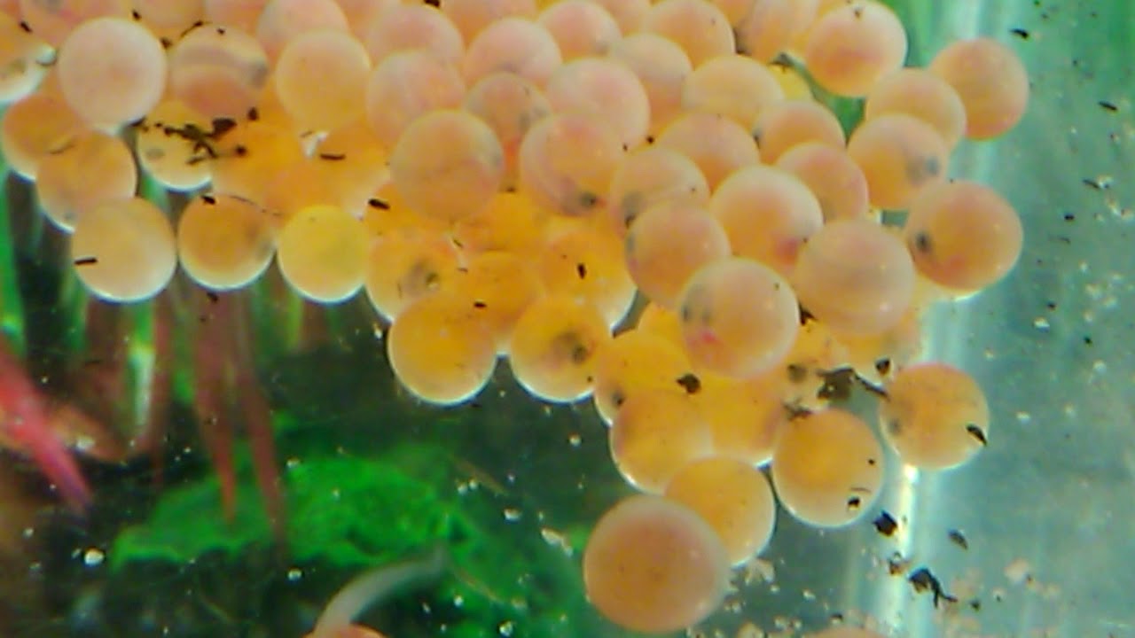 79 aquaponics ideas aquaponics, aquaculture, aquaponics fish