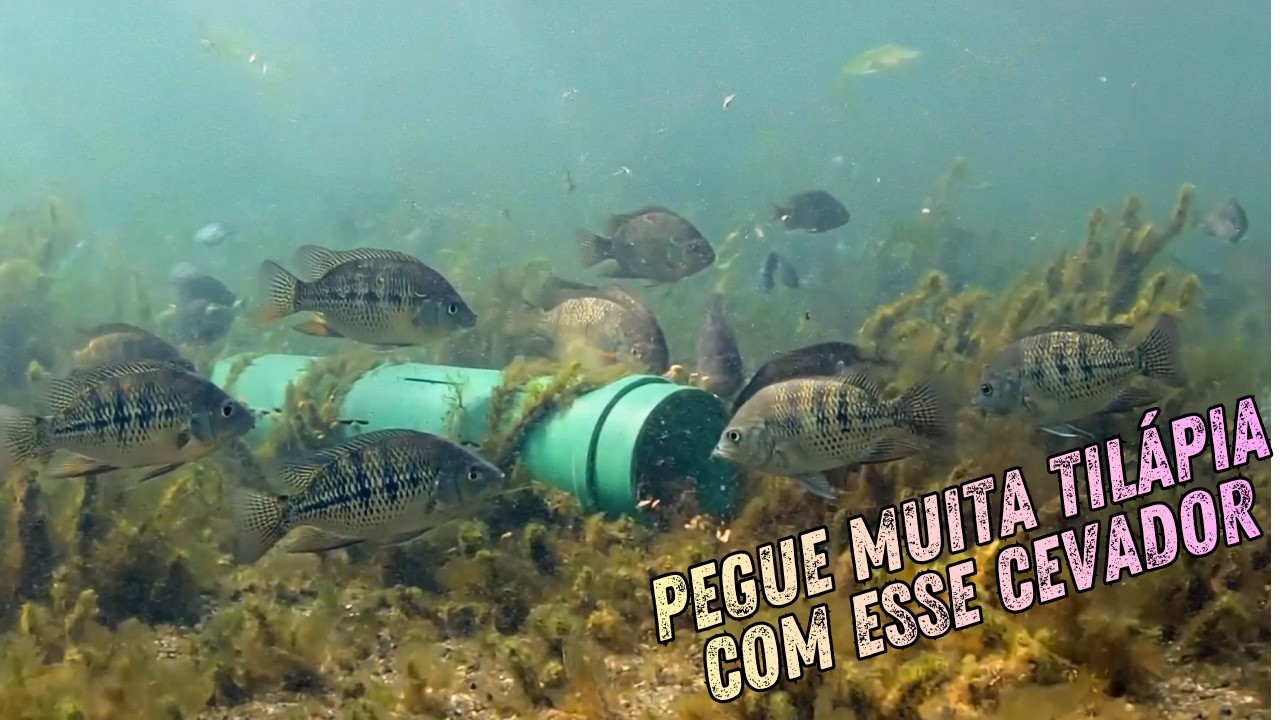 CEVADOR AUTOMÁTICO PARA PEIXES
