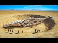 Cosa ci fa un cimitero di balene nel mezzo del Sahara