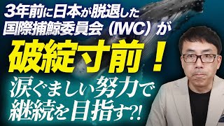 3年前に日本が脱退した国際捕鯨委員会（IWC）が破産寸前！本部ビル売却、コピー用紙節約と涙ぐましい努力で継続を目指す！？｜上念司チャンネル ニュースの虎側