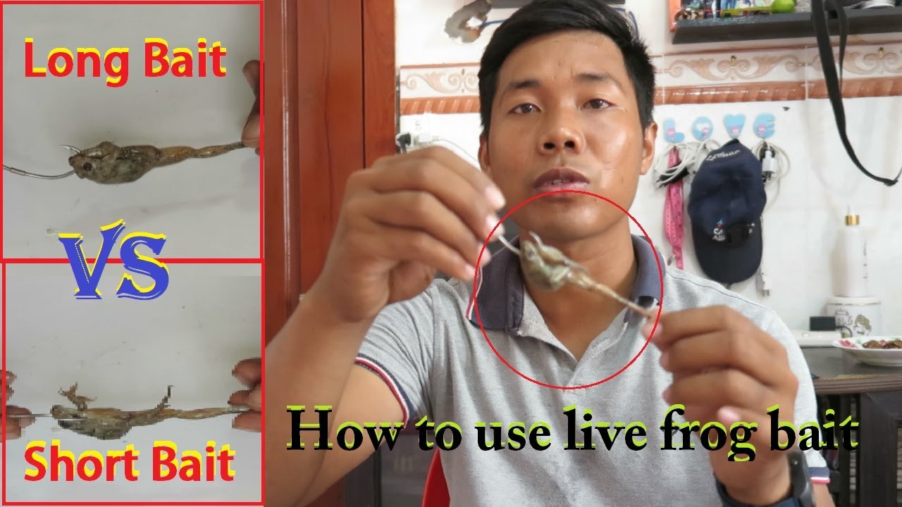 How to use Live Frog bait for Snake-head fish || របៀបដោតនុយខ្លី នឹង​នុយវែង​សម្រាប់បបក់ត្រី