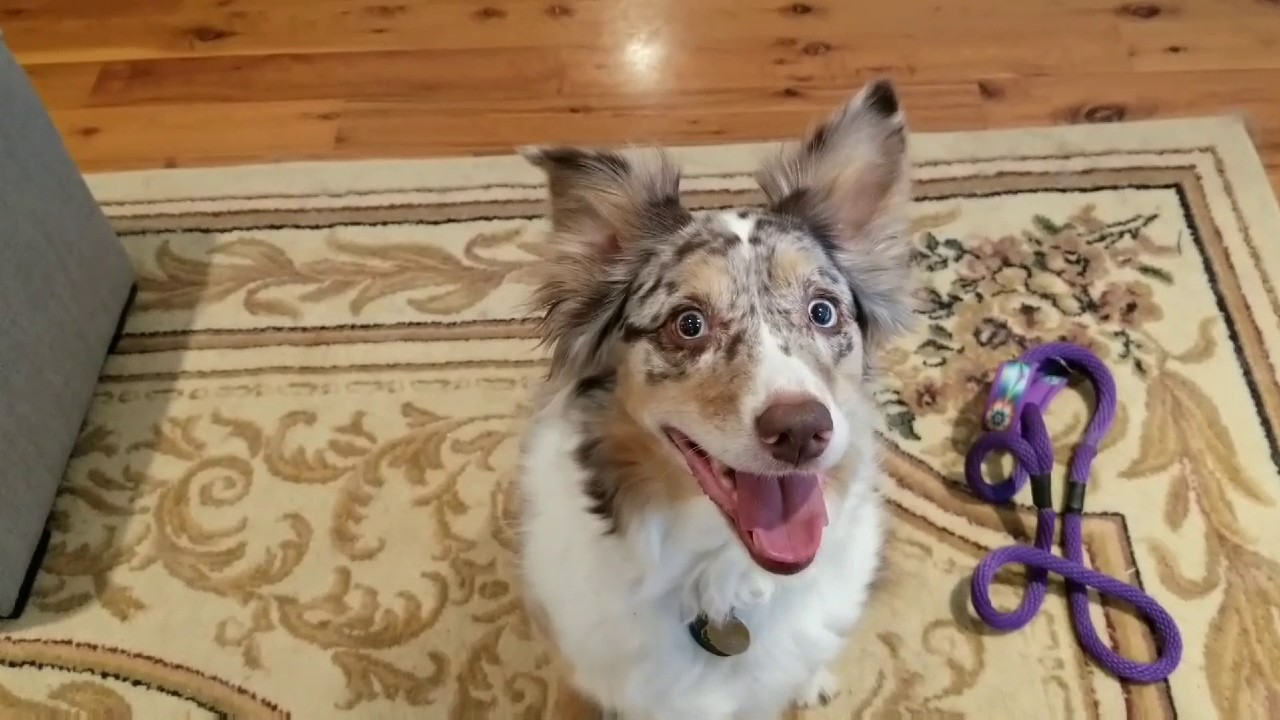AKC TRICK DOG PERFORMER MEG YouTube akc-trick-dog-performer-meg-youtube