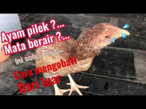 Cara mengatsi ayam terkena penyakit pilek,mata berair dan bersin2❗️❗️❗️