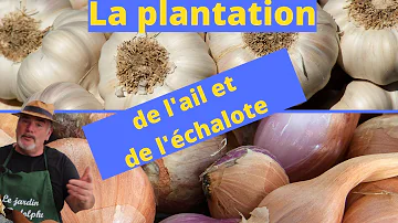 Quand planter l'ail et l'échalote ?