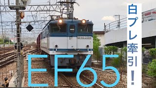 【希少】EF65形白プレ牽引 75レ
