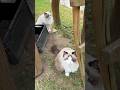 🍄‍🟫🍄Dva hříbci🍄🍄‍🟫 #cats #cute #cutecats #funny #ragdollshorts #ragdolls #lovecats #love