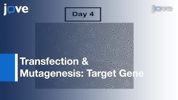 Transfection & Mutagenesis Of Target Genes: Mosquito Cells l Protocol Preivew