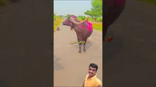 मैना प्रेमी ??marathi tranding viral