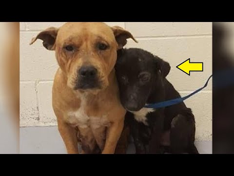 Видео: Две собаки в приюте найдены прижимаясь друг к другу
