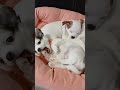 Welpenidylle: Träumende Fellknäuel in voller Ruhe! #animals #chichuahua #doglove