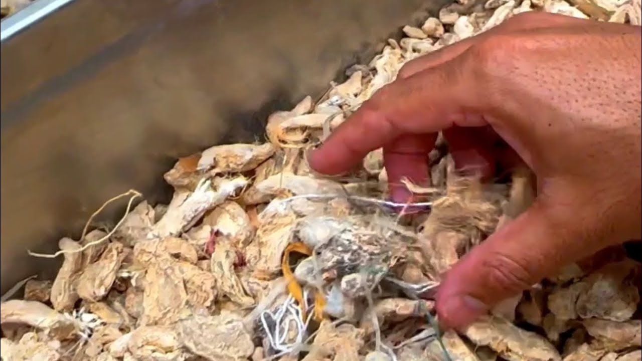 أشياء غريبة في مصنع صرة للتوابل والبهارات