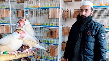 visit 150 plus Java Sparrow breeding setup in Gujranwala || Biggest Fown java Sparrow breeding setup