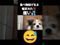 食べ物投げるよ痛い💦噛まれた‼️#面白い#面白#面白動画#面白い犬#おもしろ#おもしろい#おもしろ動画#パピヨン#犬#犬のいる暮らし#犬との暮らし#犬のいる生活#いぬ#いぬのいる生活#いぬのきもち
