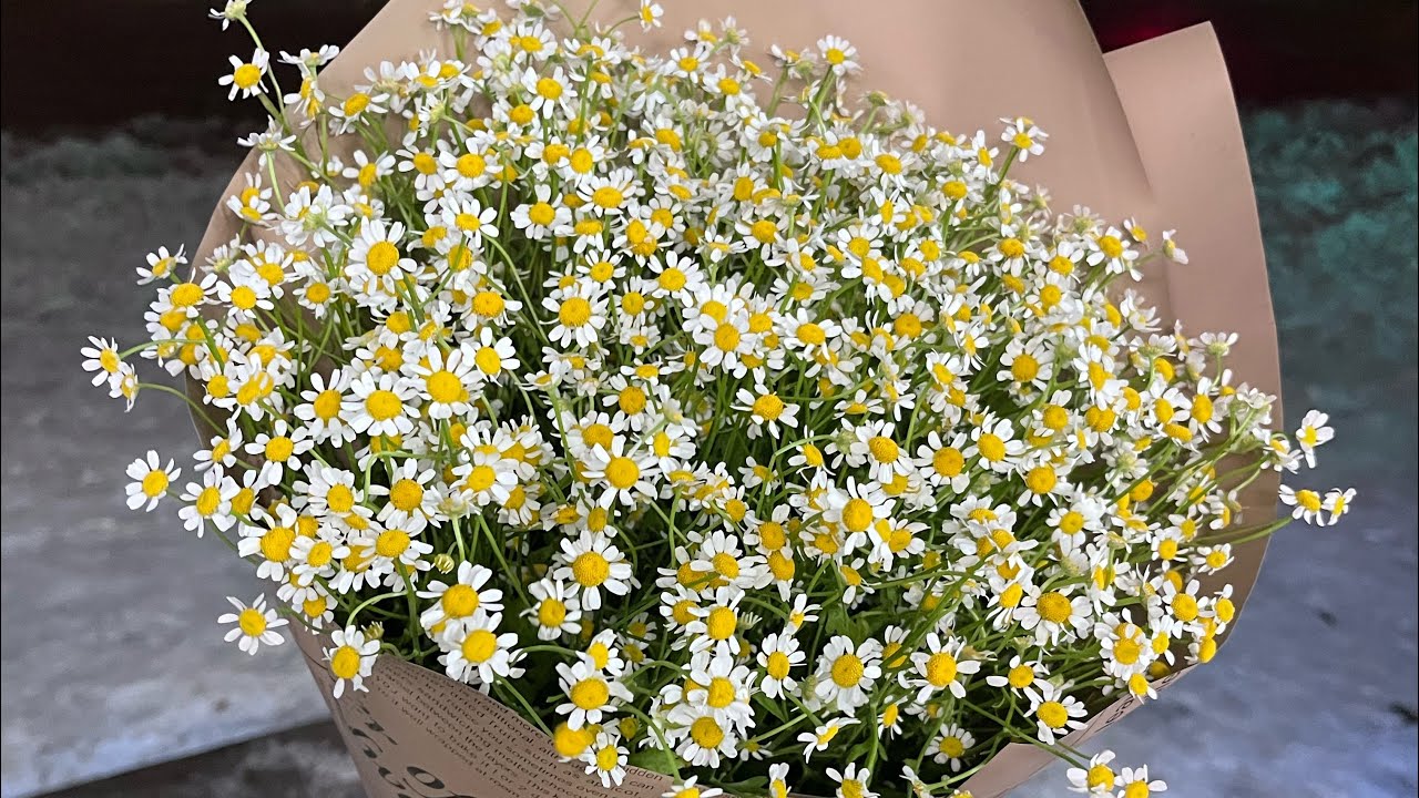 Танацетум) - YouTube