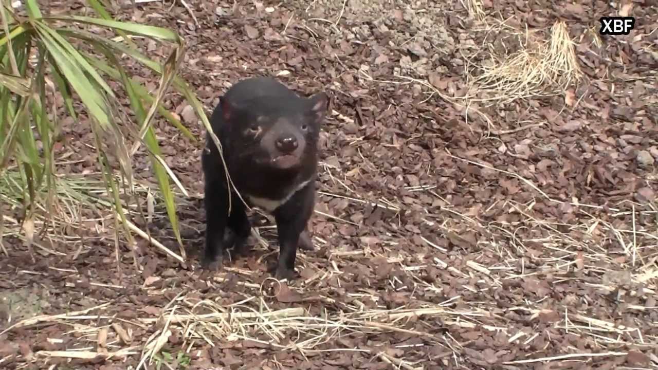 real tasmanian devil spinning