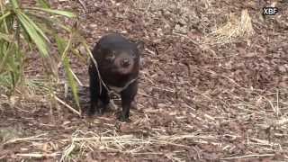 Tasmanian devil (Sarcophilus harrisii) [HD]