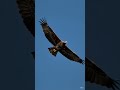 An eagle flying in a blue sky