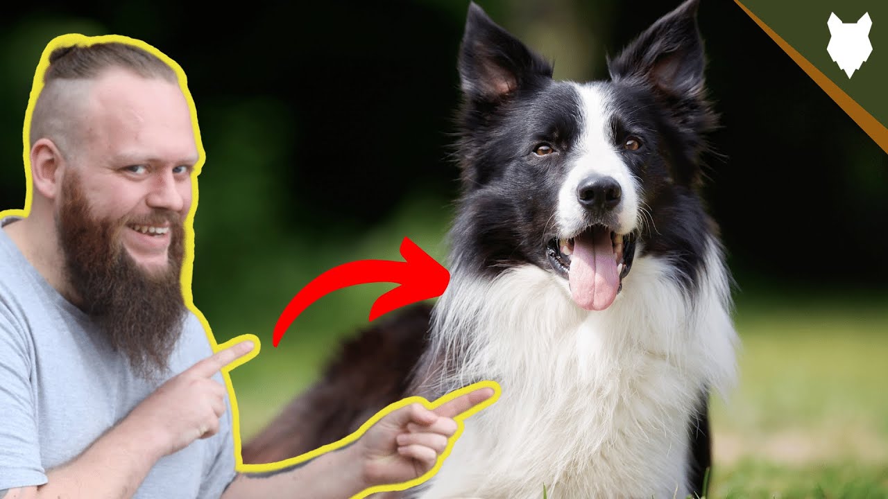 BEST PRODUCTS FOR YOUR BORDER COLLIE YouTube