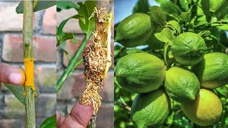 How to grow lemon from Air Layering 🌳