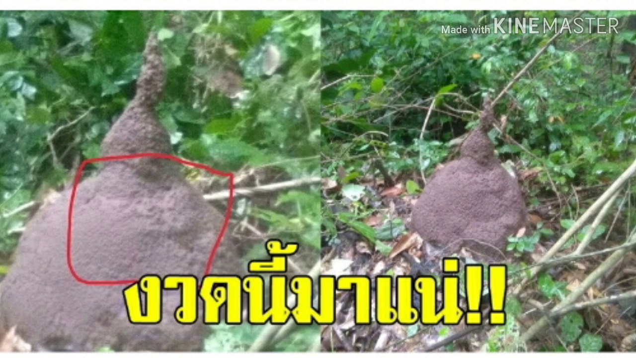 Havelock Island 8264811126058039098-blid-3428247821217269976