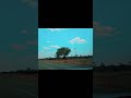 Free #safari only in #botswana
