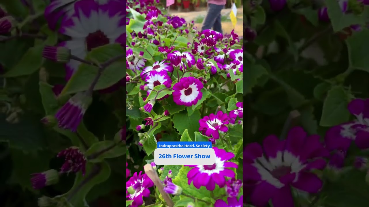 IHA 26th Flower Show 🌼 🤩 