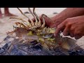 Ep.8 Fishing Remote Australian Islands & Diving for Robbie's Crayfish Risotto - FISHING THE WILD NT