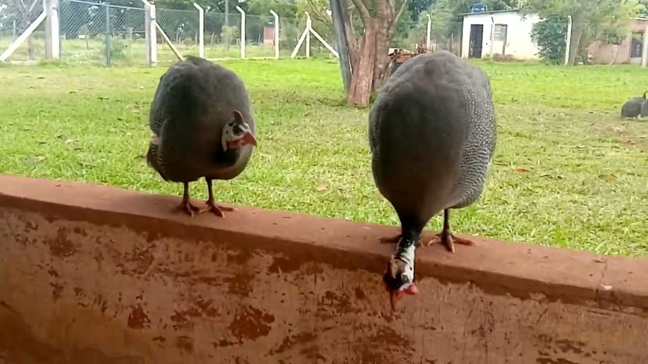 chegaram os filhotes de galinha de Angola