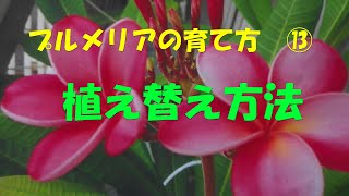 プルメリアの植え替え方法を説明、土の配合割合、肥料、鉢の大きさ、土の入れ替え方、植え替え方など説明していきます。