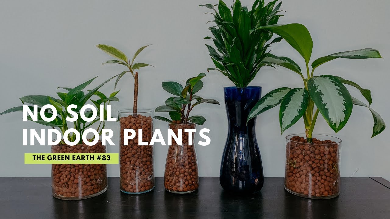 83 How To Convert Indoor Plants to LECA (Clay Pebbles): A Semi-Hydroponic  System