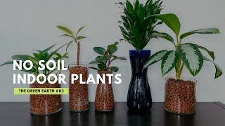 83 How To Convert Indoor Plants to LECA (Clay Pebbles): A Semi-Hydroponic  System