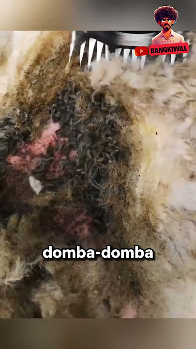 kenapa dombanya🐑 digepengin ⁉️