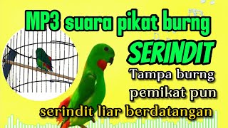 MP3 Suara pikat Burung serindit Jitu , 2 jam Tampa Iklan ,di jamin puas dan gacor anti zonk !!!