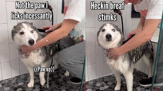 Dramatic Husky Gets A Bath